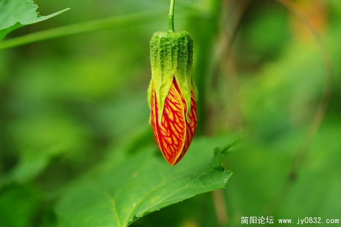 国庆花 (7).jpg