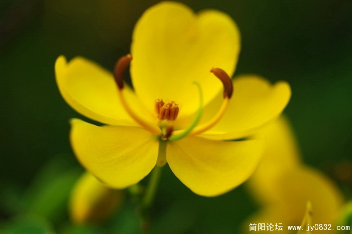 国庆花 (19).jpg