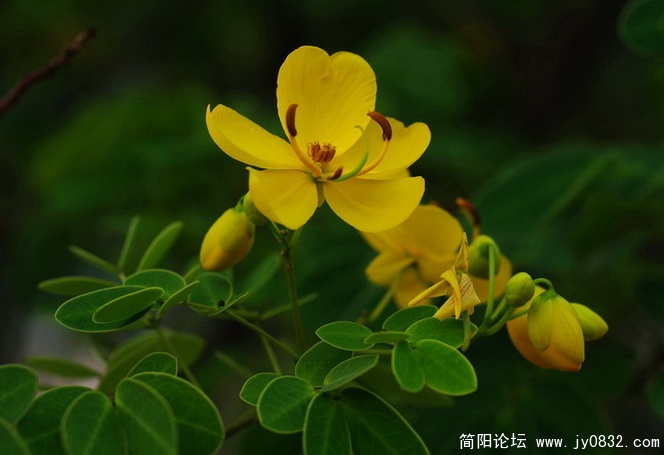 国庆花 (12).jpg