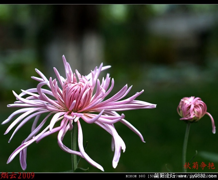 DSC_0337.jpg