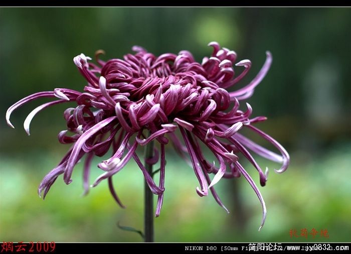 DSC_0334.jpg