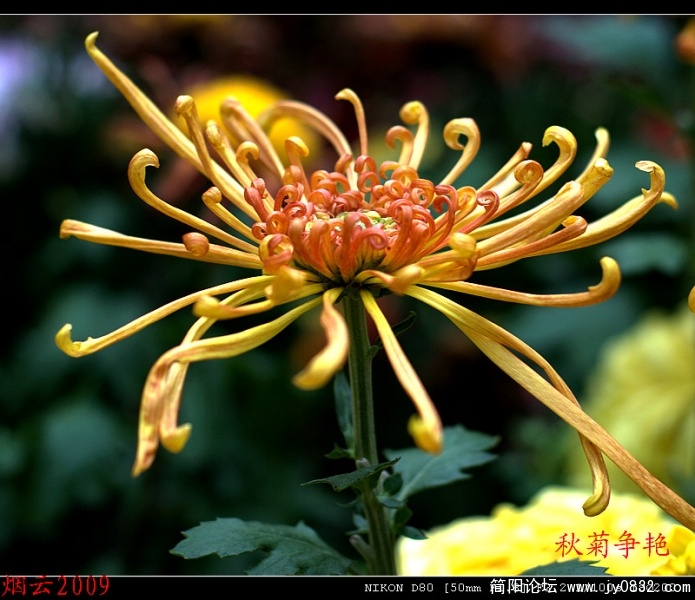 DSC_0339xzc.jpg