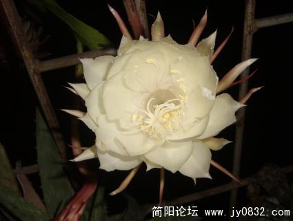 昙花1.jpg