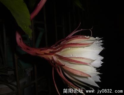 昙花2.jpg