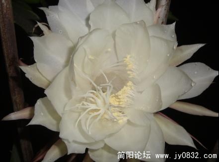 昙花4.jpg