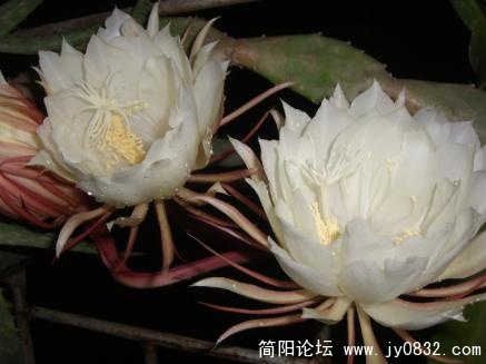 昙花5.jpg