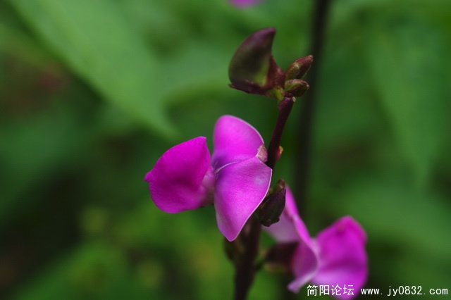 hua (13).jpg