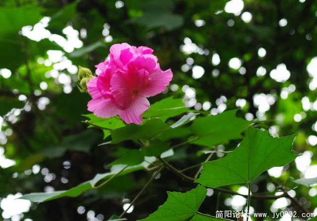 hua (20).jpg