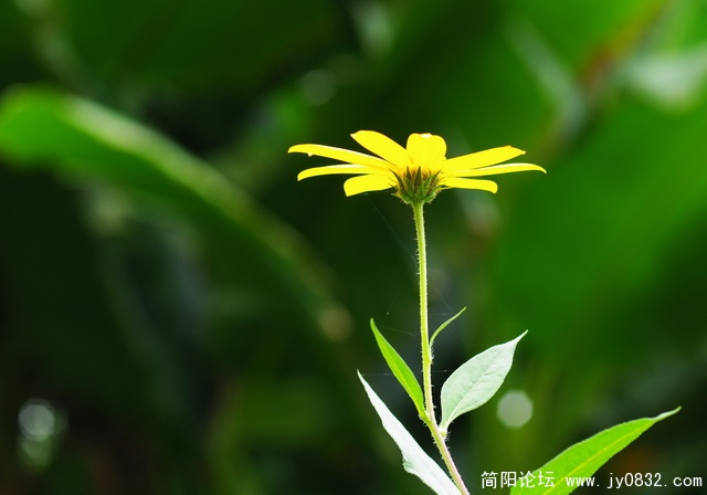 hua (19).jpg