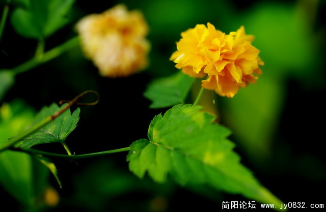 hua (11).jpg