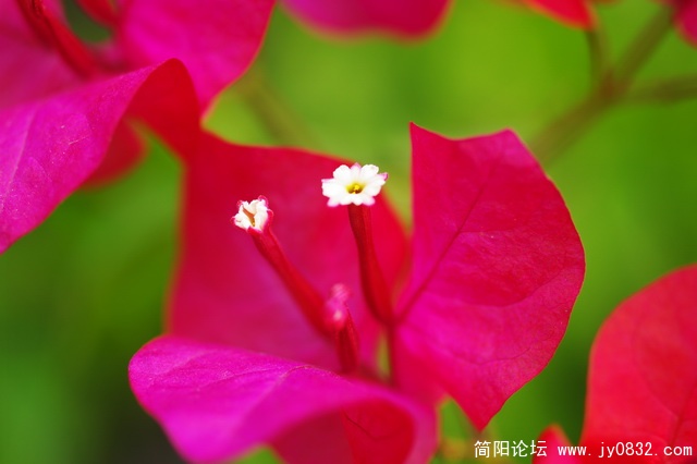 hua (15).JPG