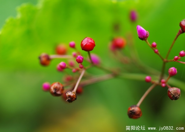 hua (17).jpg