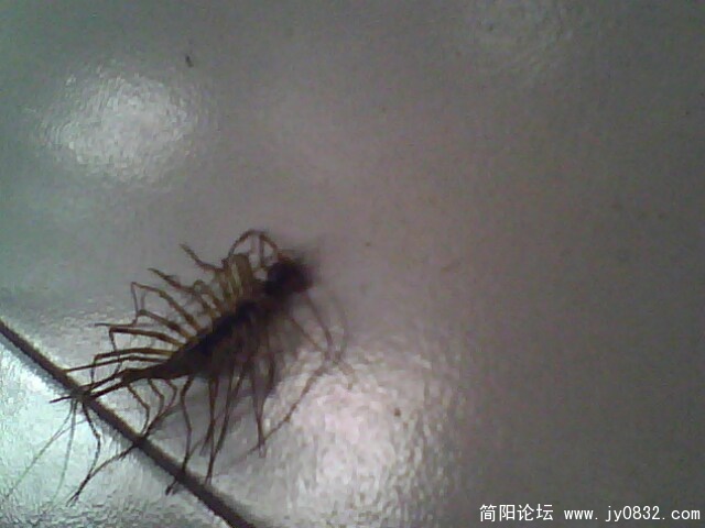 IMG2292A.jpg