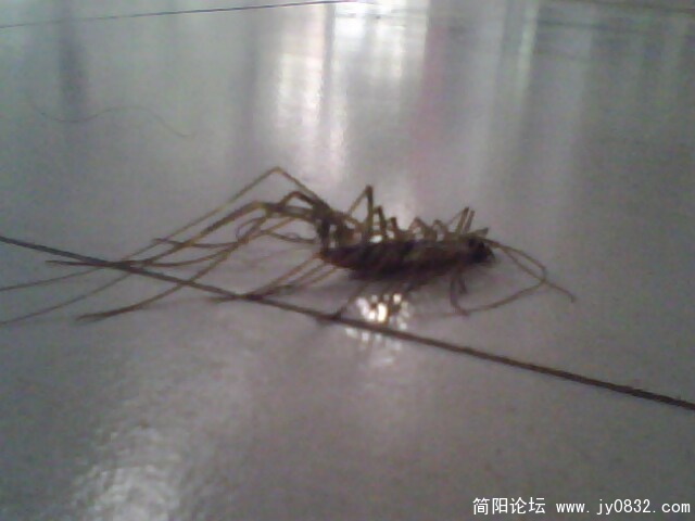 IMG2290A.jpg