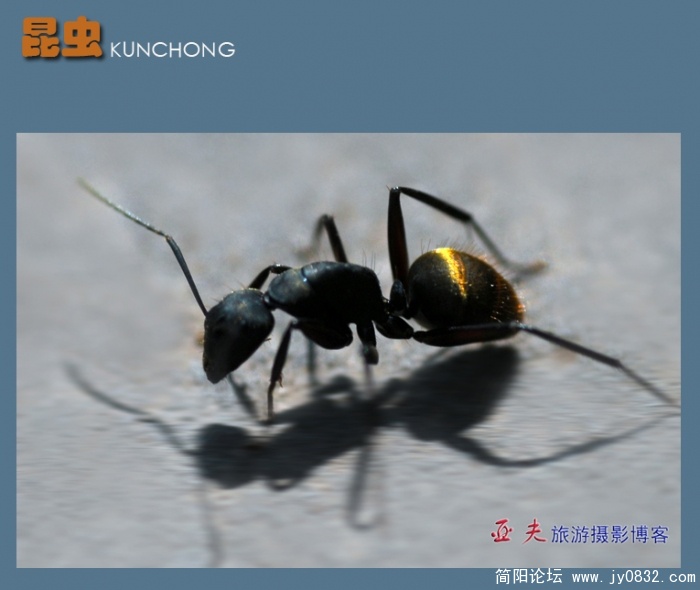 可爱的昆虫-7.jpg