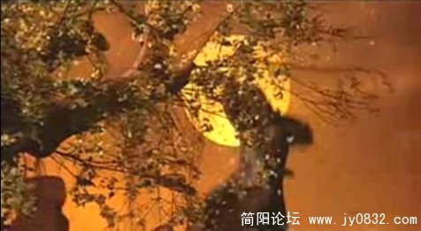 星辉下圆月光中.jpg