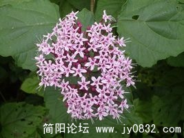 SDC13572 [320x200].JPG