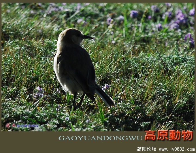 高原动物——07副本.jpg