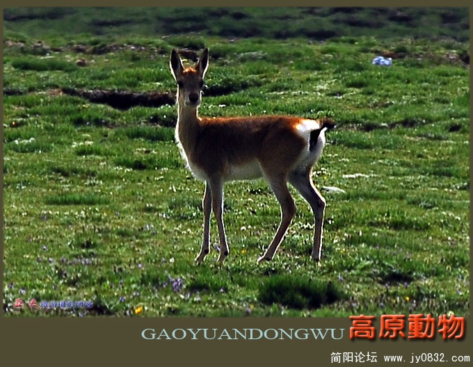 高原动物——01副本.jpg