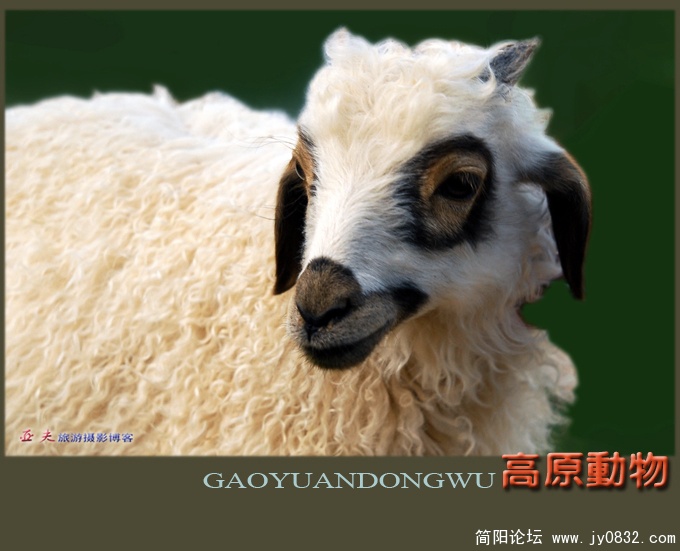 高原动物——16.jpg