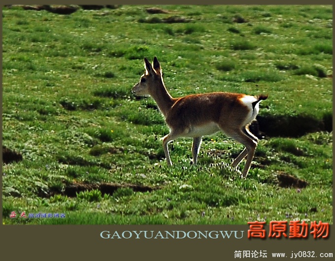 高原动物——02副本.jpg