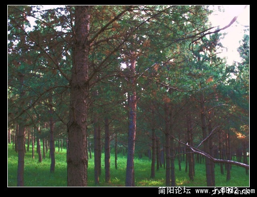 红山军马场 松树林.jpg