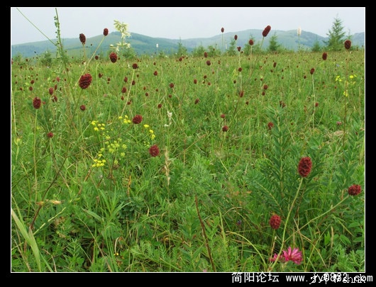 百花坡.jpg