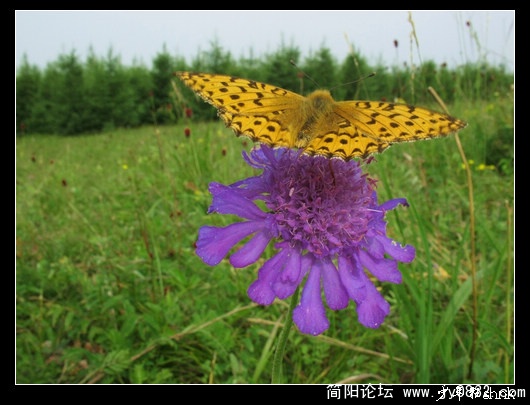 彩蝶飞舞.jpg