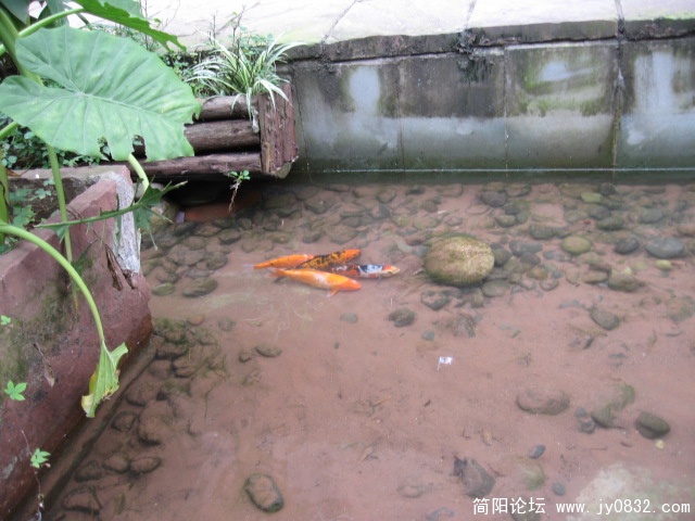 街中小溪的锦鲤.JPG