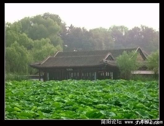 碧荷衬文园.jpg