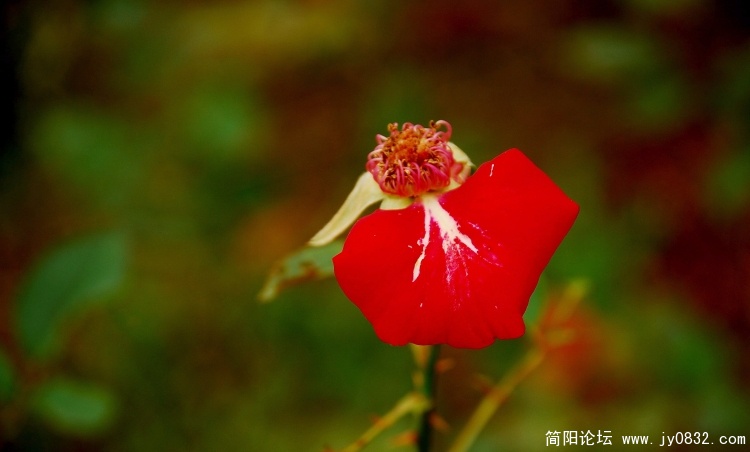 DSC_0875.jpg