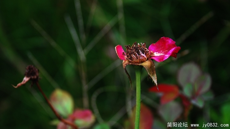 DSC_0954.jpg