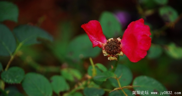 DSC_0885.jpg