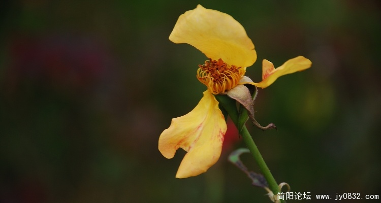DSC_0948.jpg