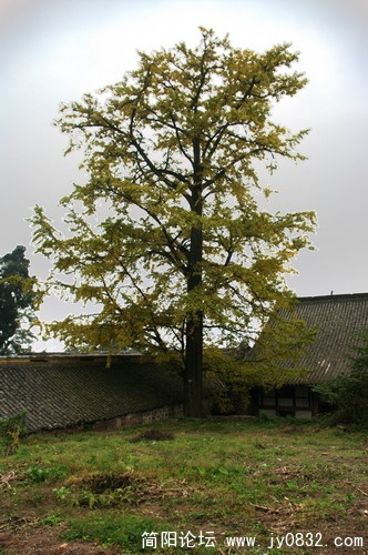 IMGP2739.jpg