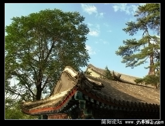 烟雨楼. 红瓦青松jpg.jpg
