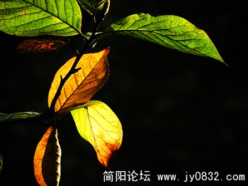 DSCN3300.jpg