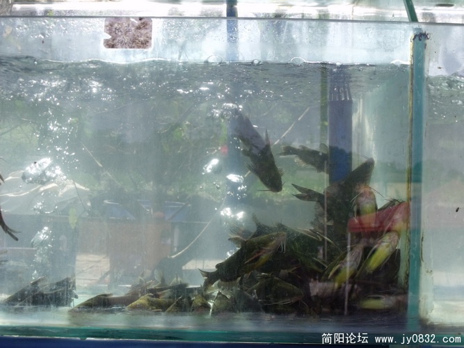 DSCF0175.JPG