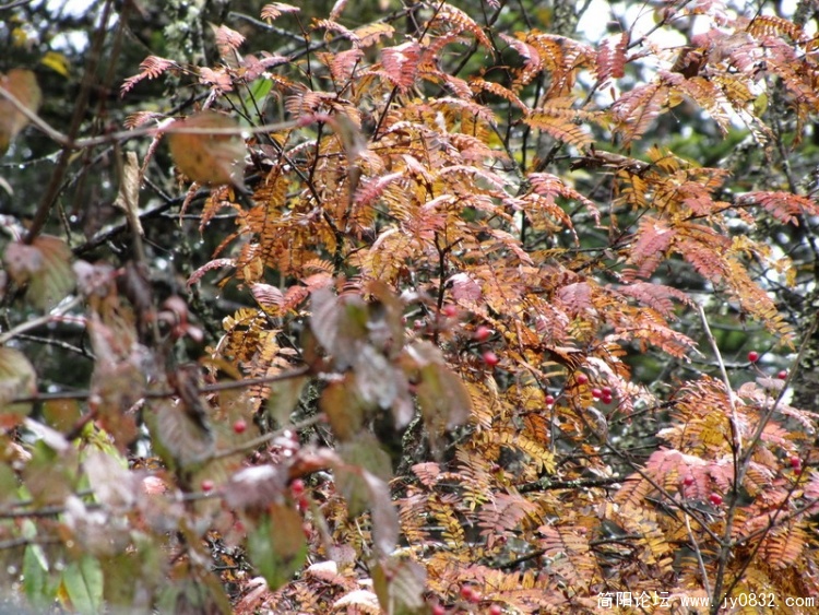 IMG_1041_调整大小.JPG