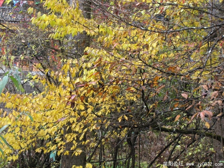 IMG_1044_调整大小.JPG