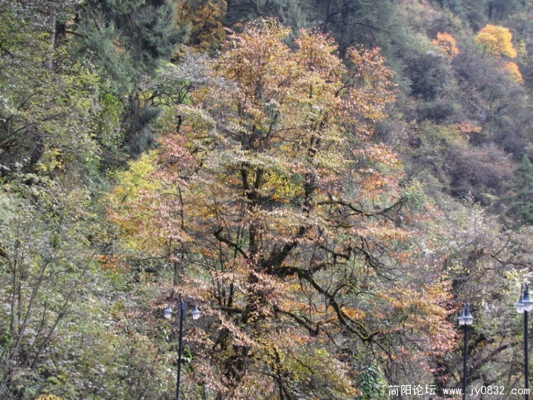 IMG_1067_调整大小.JPG