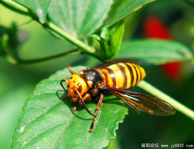 蜂王..jpg