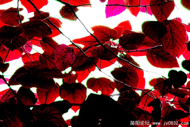 霜叶红于二月花副本.jpg