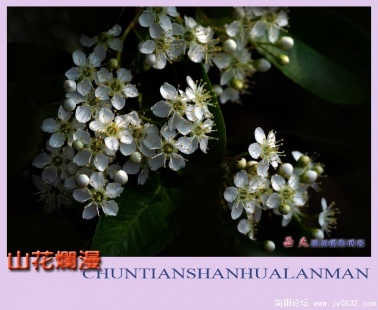 山花烂漫——04副本.jpg