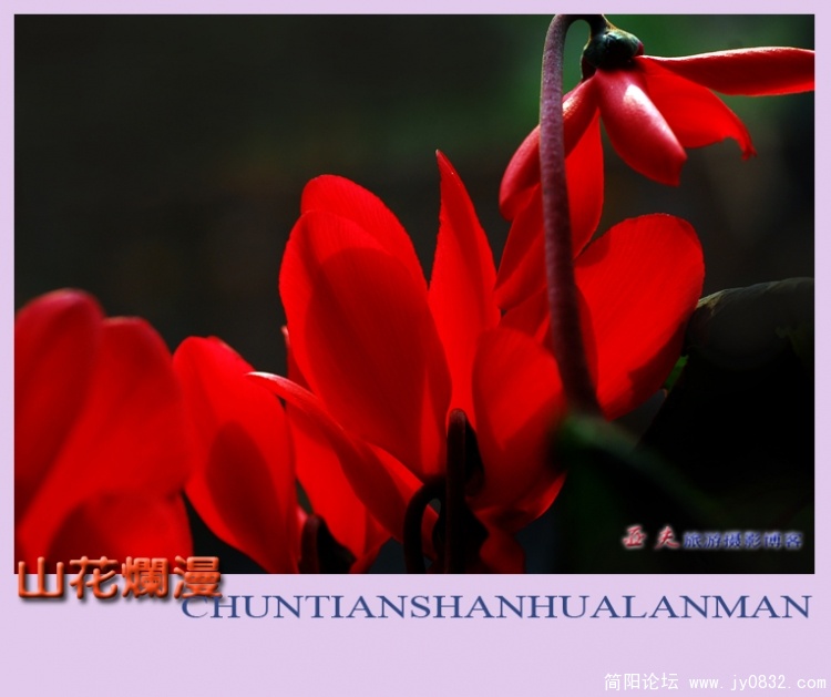 山花烂漫——11.jpg