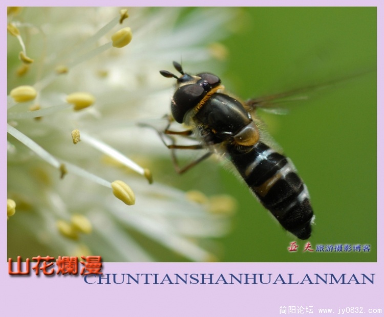 山花烂漫——14副本.jpg