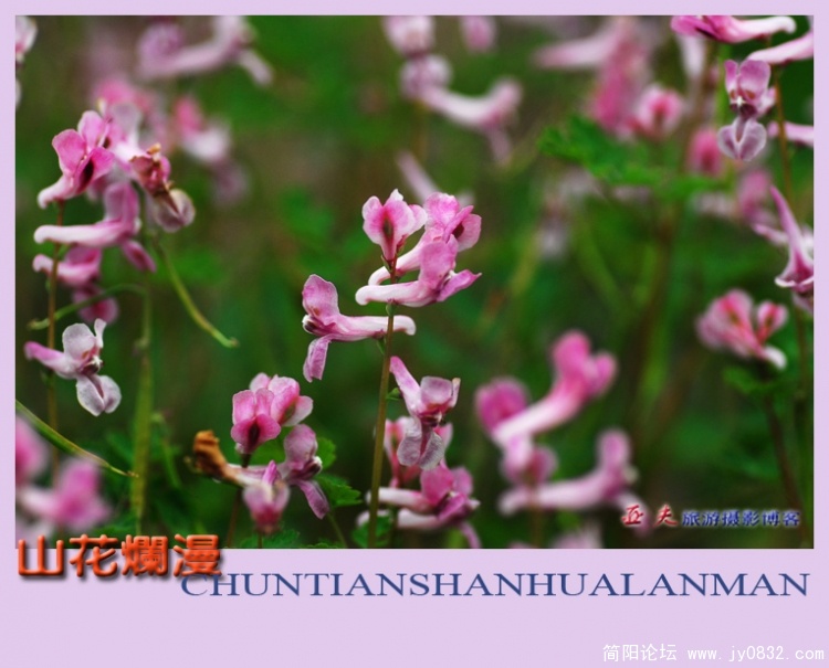 山花烂漫——10副本.jpg