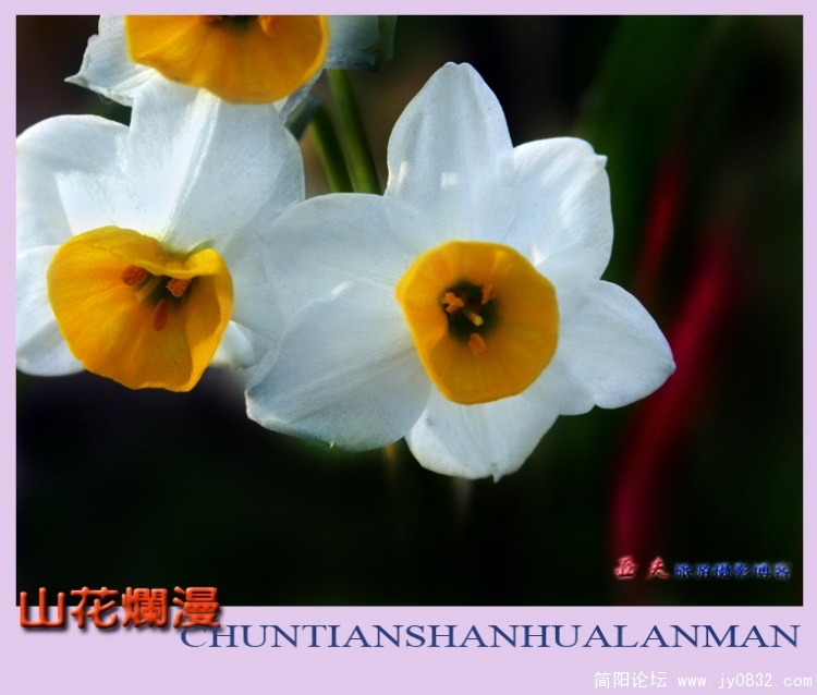 山花烂漫——03副本.jpg