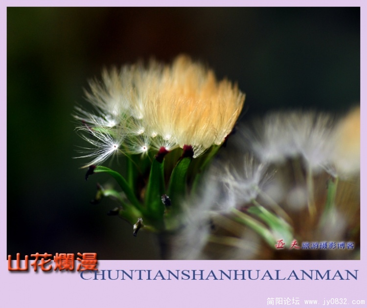 山花烂漫——09副本.jpg