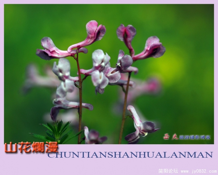 山花烂漫——02副本.jpg